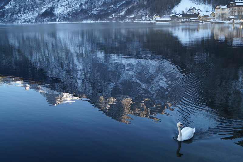 water, riverside, village, tranquility, snow mountain, animal, outdoors, bird, reflection, animal themes, winter, animal wildlife, day, non-urban scene