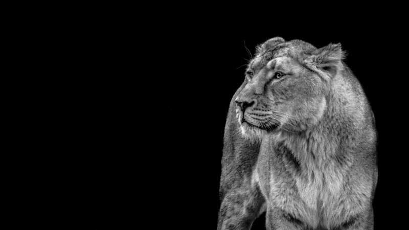 mammal, vertebrate, grayscale, domestic animals, wild, animals in the wild, one animal, 5K, lion females, cut out, looking, animal themes, copy space