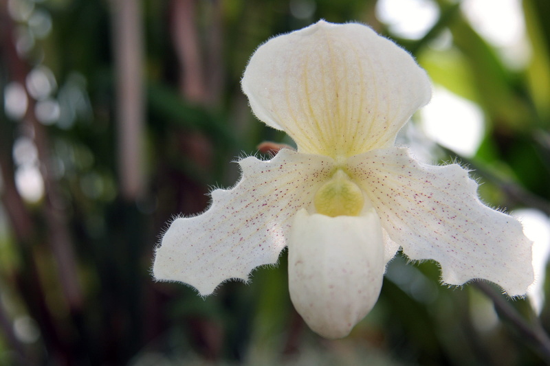 outdoors, selective focus, south, botanical, orchid plant, flower, south american orchid, mexico, vulnerability, parts, purity, flower pictures, phragmipaphium