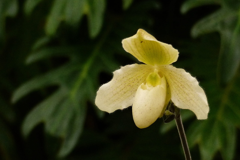 slippers, world, iris - plant, phragmipaphium, new, flowering plant, freshness, beauty in nature, central american orchid, plant, south american orchid