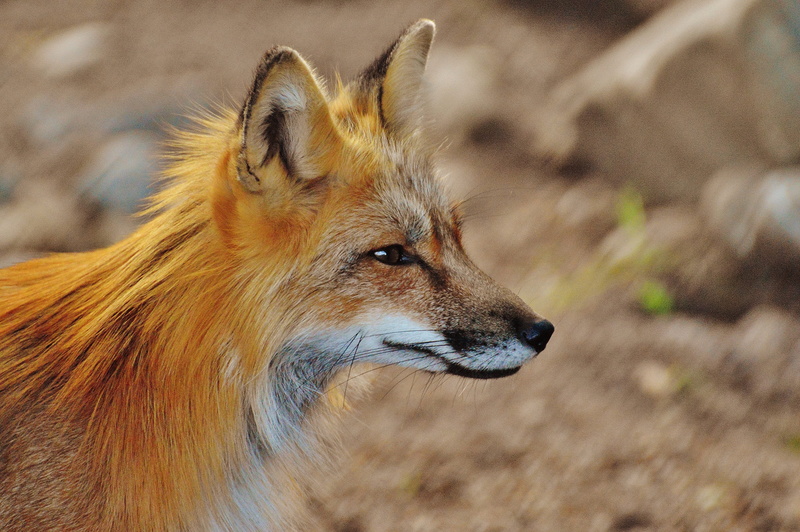 animals And Pets, shallow, vertebrate, wild Animals, portrait, animal wildlife, close-up, looking, no people, profile view, animal body part, focus on foreground