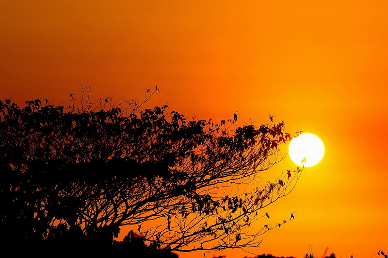sunlight, no people, saudi arabia, sun, beauty in nature, tranquility, beautiful sunset, beach, great prints philippines, coast, tree, golden sunset, copy space