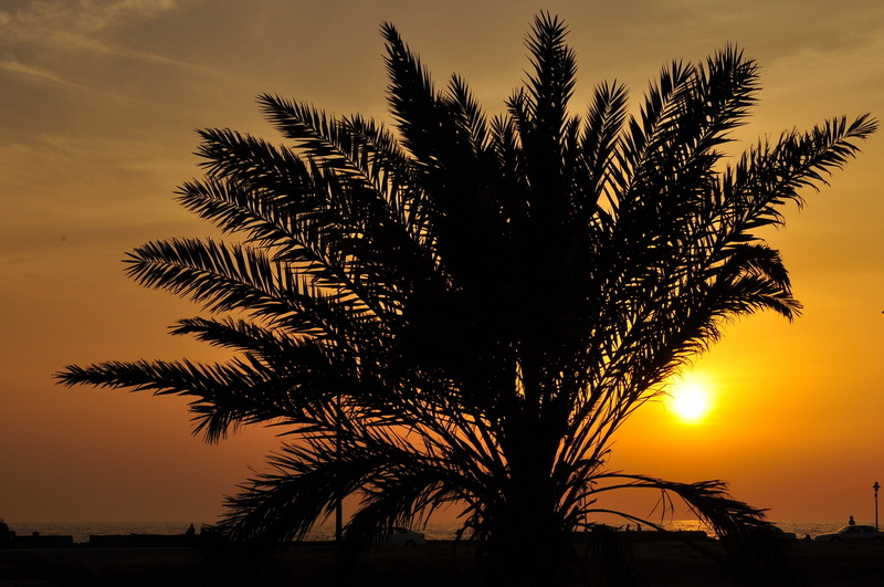 saudi arabia, horizon, clouds, orange color, sunlight, palm leaf, golden, romantic, leaf, yellow, 4K, golden sunset, growth, sky, jeddah, great prints philippines
