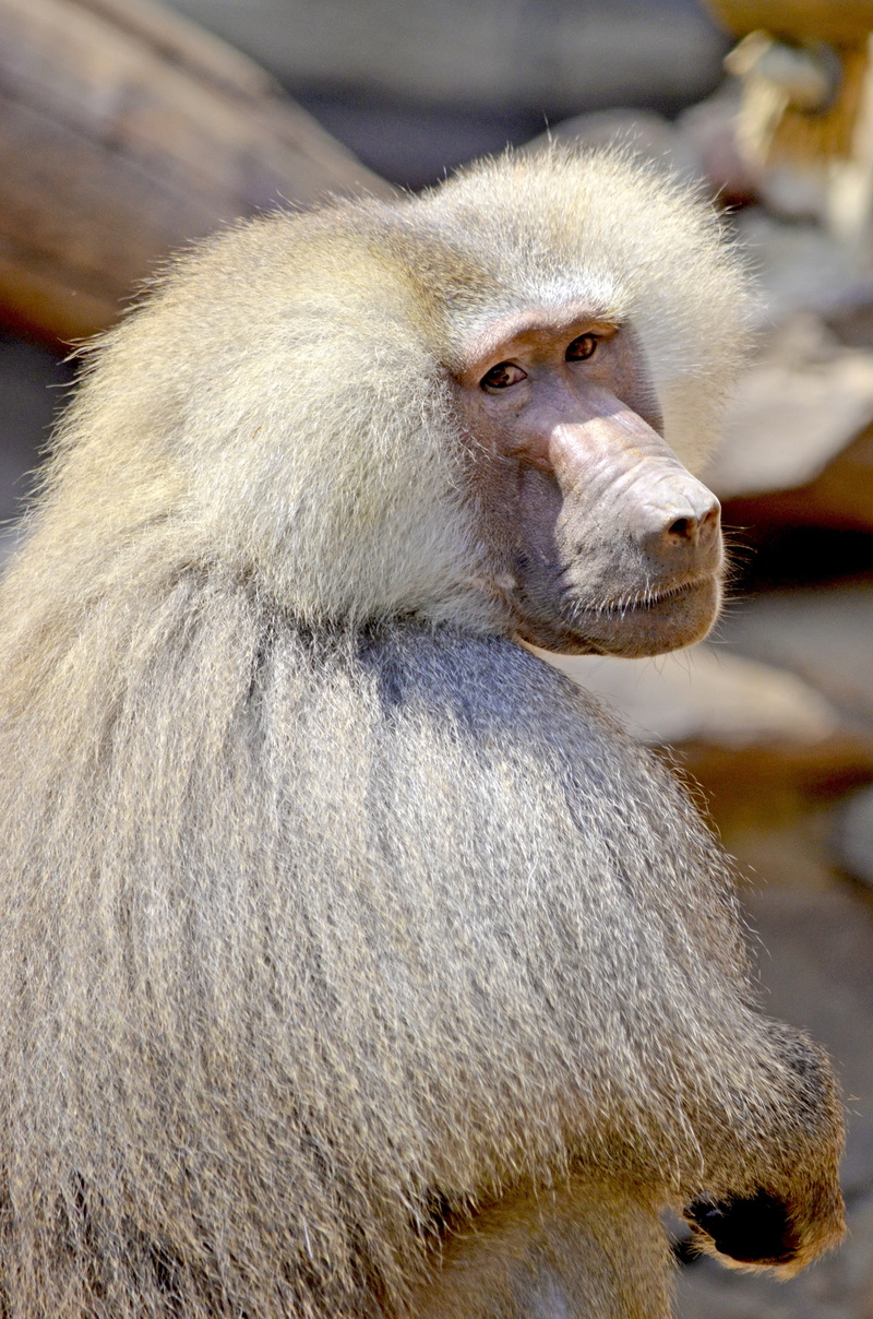 watch, sit, hair, fur, africa, close, animal hair, white hair, animal portrait, hamadryas, to watch, male, primate, day, one animal, monkey males, close-up