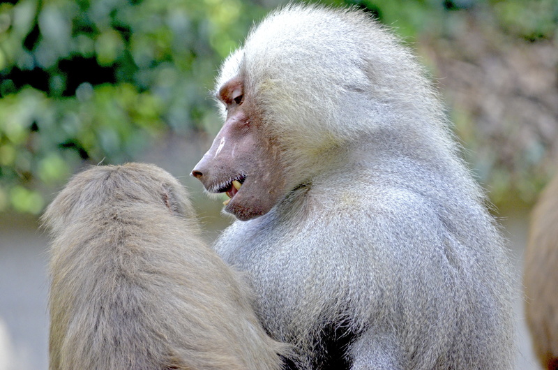 monkey males, male, watch, no people, animals in the wild, group of animals, wildlife photography, young animal, zoo animal, africa, arabian peninsula
