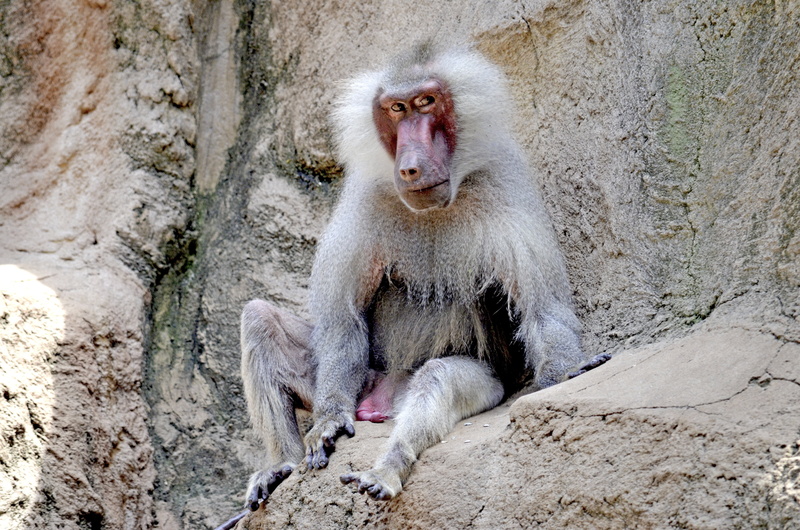 day, solid, vertebrate, care, old animal, old, nature, thoughtful, animal family, primate, 4K, outdoors, wildlife photography, africa, female animal, monkey males