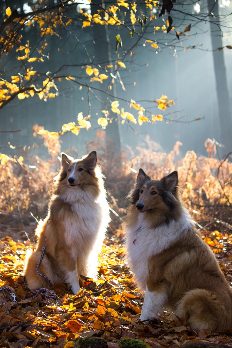 pets, collie, part of, mammal, animal world, light, canine, 1080P, brown, fog, park - Man Made Space, leaf, domestic, autumn, cute, pet, sit, dear, surrounded