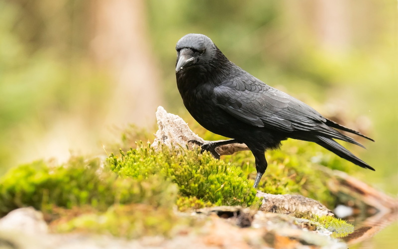 bosses, animal wildlife, family, corvidae, known, animal themes, full length, black color, crows, crow, mobile, widespread, phones, blackbird