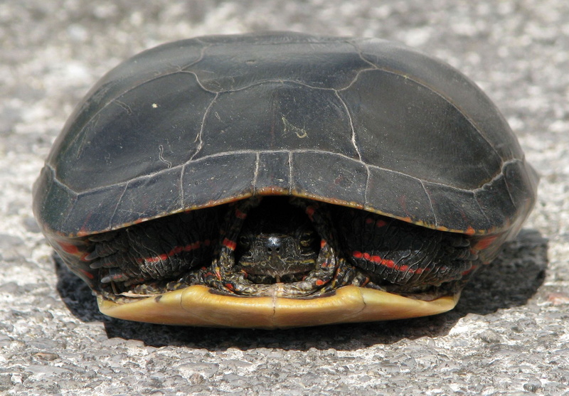 animals in the wild, ontario, 2K, canada, most widespread na turtle, animal, animal wildlife, tortoise, one animal, mouth open, vertebrate, shell, tortoise shell