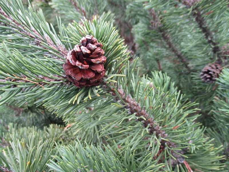 needle - plant part, 5K, advent, plant part, day, plant, christmas background, tap, tannenzeig, growth, candles, christmas motif, outdoors, christmas balls
