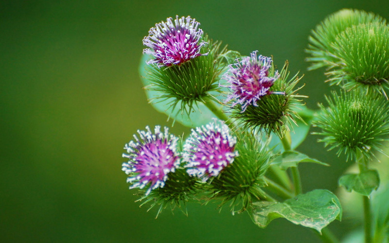 world, 2K, asia, thistle, burdocks, prickly, throughout, europe, plant, family, asteraceae, widespread