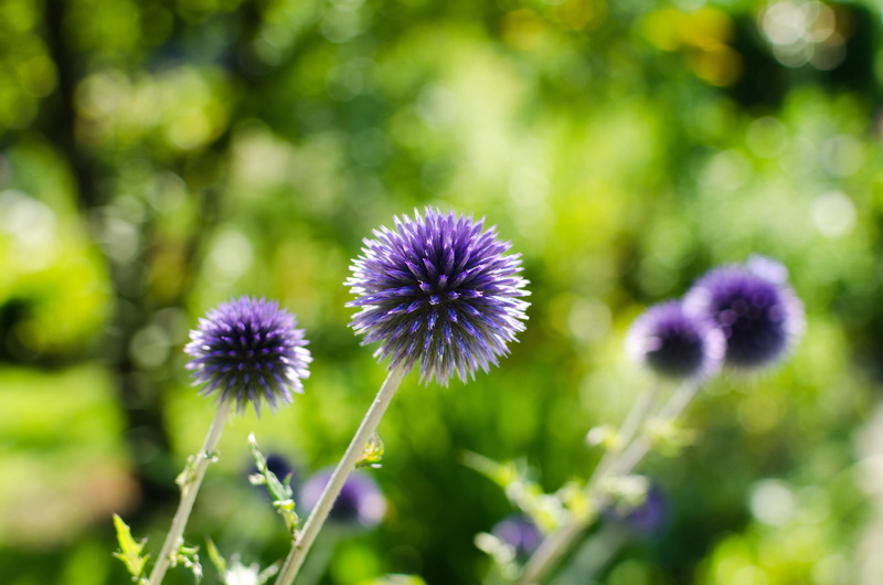 summer, outdoors, nature, bokeh, bristle, 4K, focus, selective, selective focus, flower, close-up, summer  sun, Globe Thistle, plant, purple, thistle