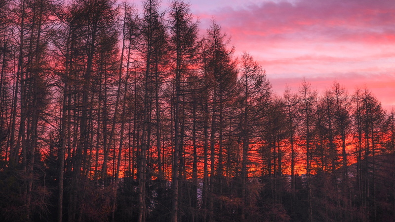tree trunk, woodland, scenics, sunlight, outdoors, nature, growth, land, morning, fog, sun, sunrise - Dawn, cloud - Sky, vibrant Color, mountain, light - Natural Phenomenon
