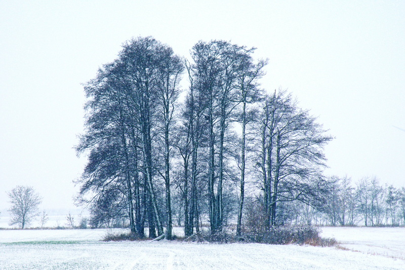 environment, woodland, snowing, field, day, outdoors, nature, illustration, tranquility, non-urban scene, treelined, tree, bare tree, cold temperature