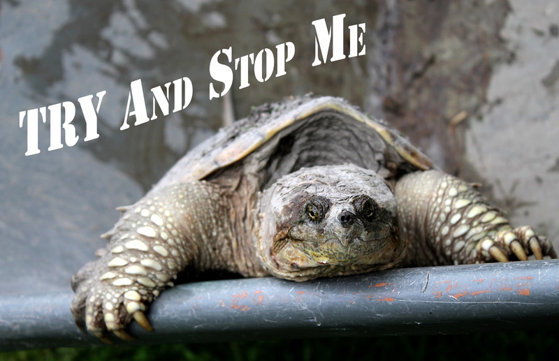 animal themes, persistence, focus on foreground, nature, slow and steady, inspirational, 2K, communication, reptile, vertebrate, animal wildlife, unstoppable