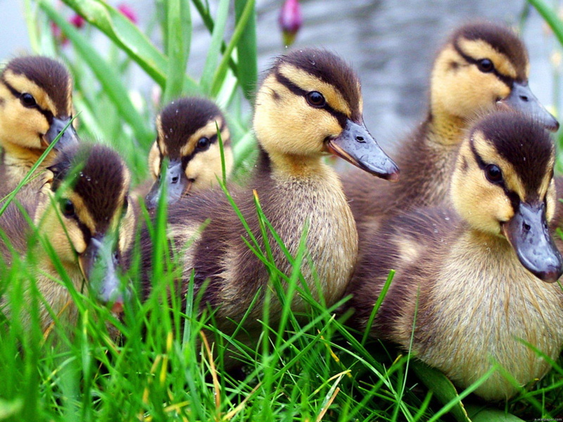 grass, lacke, little, 1080P, wild, animals, ducks