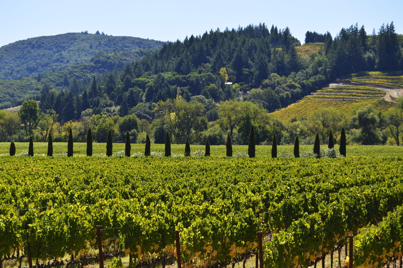 wine, hills, hilly, landscape, winery, outdoor, winemaking, sonoma, rural scene, viticulture, countryside, plant, summer, scenic, tourism, agriculture