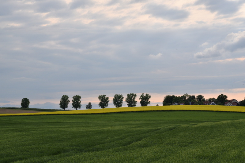 environment, day, green color, ground, scenics - nature, agro photo, golf course, no people, grass, crop production, 5K, beauty in nature, landscape, sky