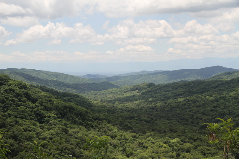 rolling landscape, trees, plant, scenics - nature, mountain range, south, no people, rain forest, nature, salta, tranquil scene, outdoors, argentina, south argentina