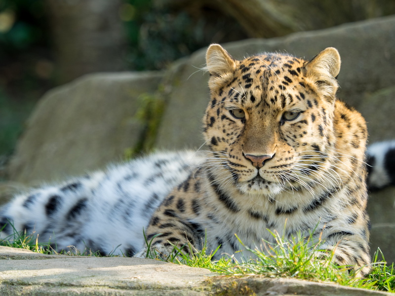 spotted, gray, 4K, wildlife  zoo, showing, animal, day out, floor, danger, africa, outdoors, MC, M1, safari Animals, D E, Olympus, Zuiko Digital, feline