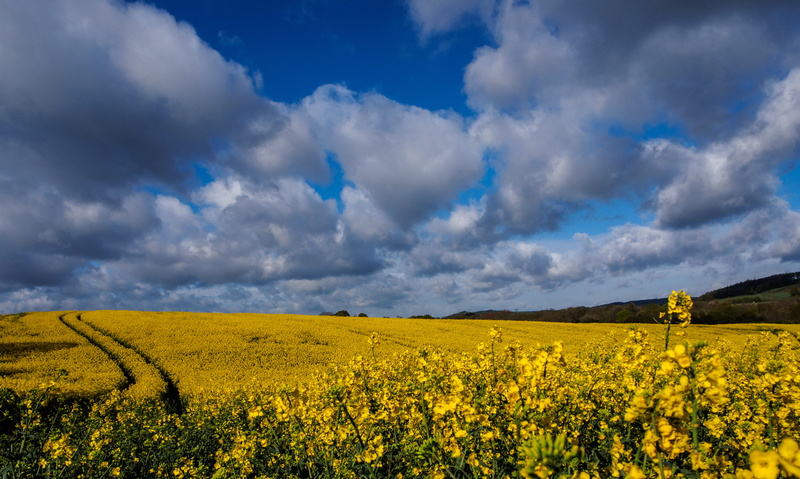 Vario, crop, Olympus OM-D E-M10, oilseed Rape, Fields of Gold, springtime, Guisborough, non-Urban Scene, outdoors, blue, canola, spring, nature, summer