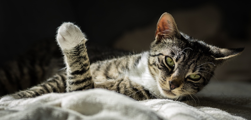 tabby cat, cute, katze, micro four thirds, kitten, pets, MFT, f2, nelly, Germany, animal, cat, witch, Deutschland, domestic Animals, silver tabby, silver