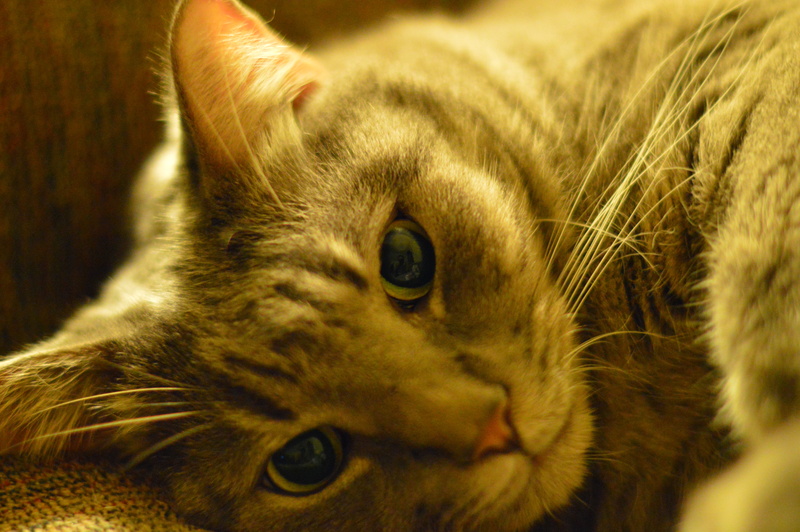 feline, cat, cute, silver, domestic Animals, whisker, pets, tabby, mammal, animal, fur, domestic Cat, silver tabby, tabby cat, 5K, photo, cat  cat
