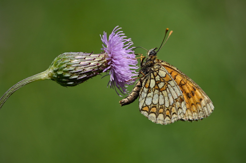 animal Wing, orange, butterfly, summer, wildlife, focus, butterfly - Insect, 2K, petaled, insect, flower, selective, photography, close-up, macro, animal