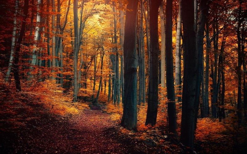 leaves, path, 720P, nature, orange, autumn, yellow, trees, forest