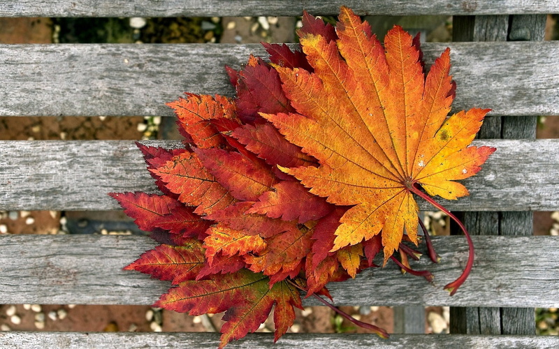 board, red, red leaves, vulnerability, day, autumn, brown, change, landscape, wooden, foliage, dry leaves, plants, autumnal, fall, autumn leaves, plant