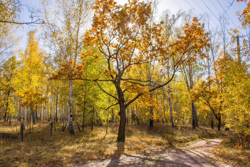 outside, branch, background, plant, tree, oak, sunrise, road, green, change, no people, wood, sun, beauty, sunny, outdoor, colorful, day, environment, stands