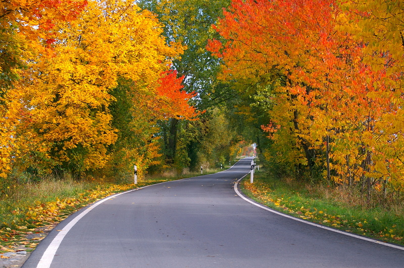 yellow sheet, leaves in the autumn, tree, transportation, avenue, branches, outdoors, no people, time of year, gelbrot, coloring, direction, away, tunnel