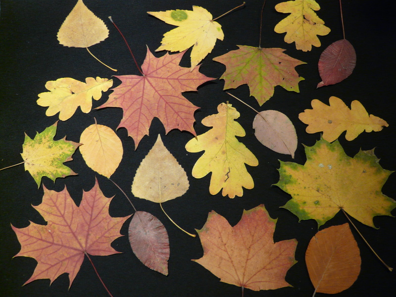 plant, orange Color, background, 2K, day, october, plant part, autumn, leaf, plant collection, Fall, leaf collection, poplar, colorful, growth, fall leaves