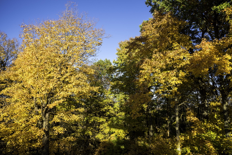 lush Foliage, branch, scenics, photos, scenics - nature, Orange, tranquility, beauty In Nature, tree canopy, park, Wisconsin, United States, leaves, change