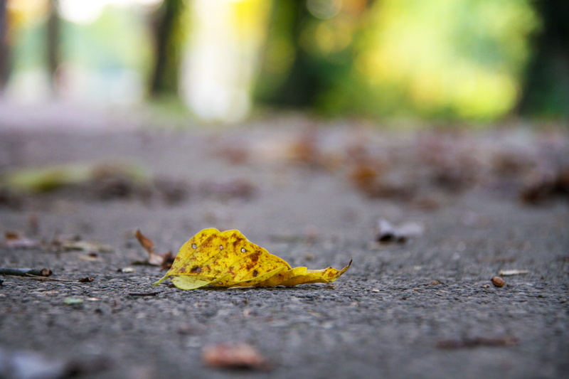 yellow  color, autumn  leaf, fall, nature, Fallen, focus, photography, forest, backgrounds, concrete, outdoors, autumn, 5K, surface, season, ground, yellow