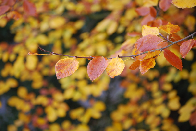 leaves, plant part, focus on foreground, yellow, tree, food, blur, environment, autumn leaves, wood, close-up, gold, autumn, garden, macro, focus, beautiful