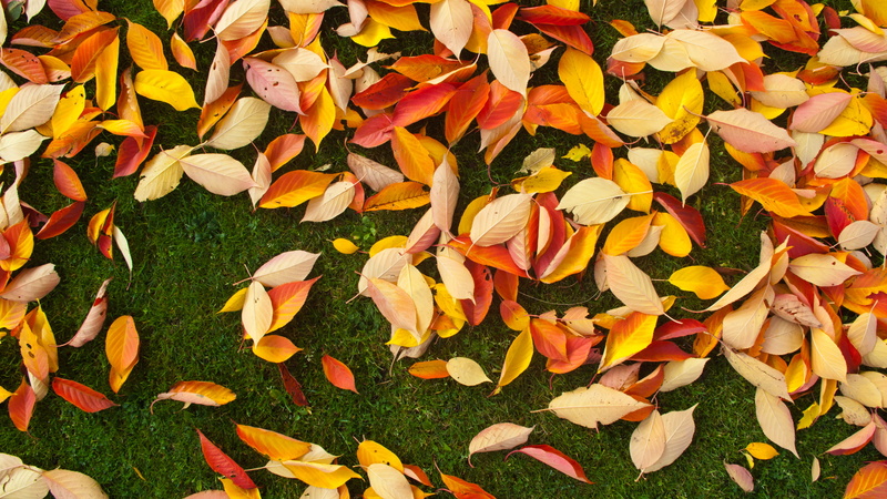 day, change, multi Colored, high angle view, fragility, plant, full frame, color Image, leaves, orange Color, backgrounds, foliage, no people, yellow, nature