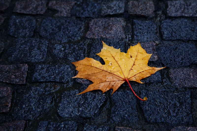 concrete, close-up, natural condition, dry, street, stone, single, plant part, yellow, color, leaves, marble, leaf vein, drop, wet, paving stone, pattern