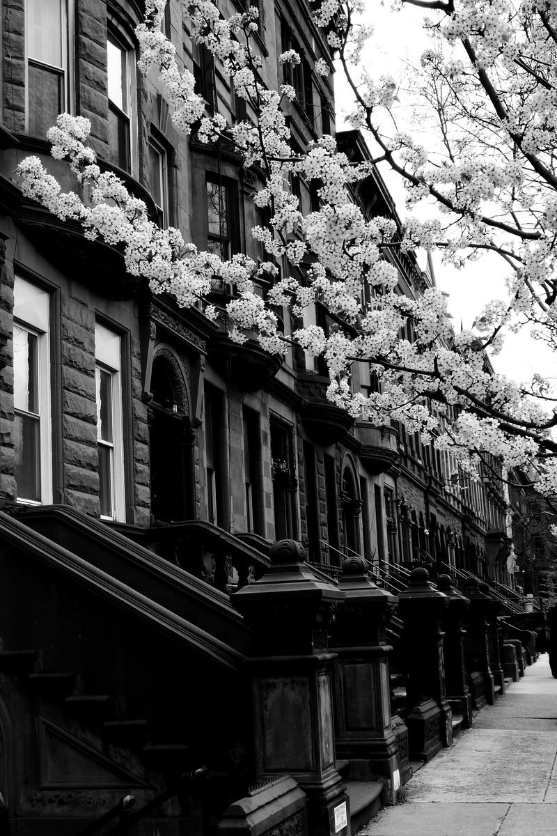nature, in a row, harlem, low angle view, perspective, built structure, city, day, tree, plant, window, balcony, building, spring, growth, black and white