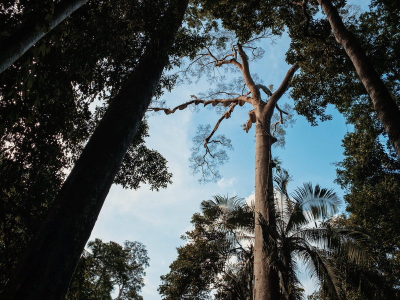plant, forest, 4K, arecaceae, bees, beauty in nature, trunk, malaysia, tree, tall - high, silhouette, sky, redwood, kedah, day, tree trunk, nature, growth