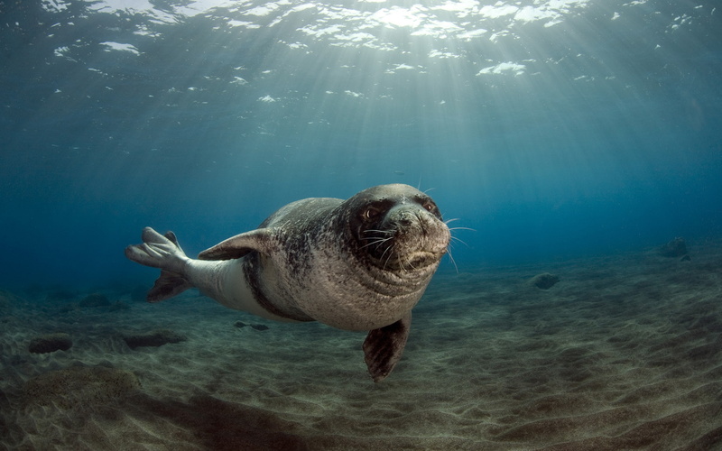 lion, Monk Seal), Portugal, 26 July 2009 year, 2K, sandy bottom, the male, seal, monk, sea, Monk Seal (Monachus monachus, the scattering of sunlight in water