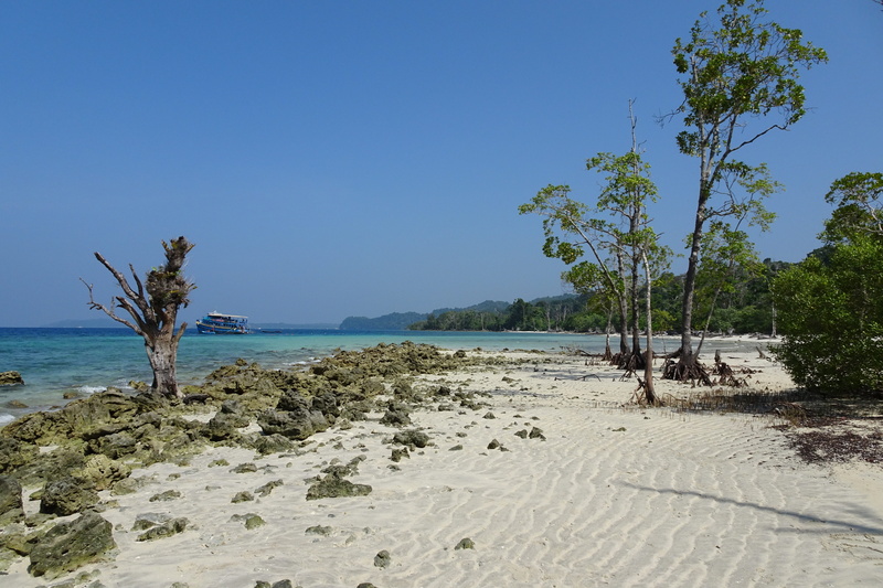 havelock islands, sand, nature, tree, day, water, india, outdoors, sky, tranquil scene, plant, no people, elephant beach, non-urban scene, andamans, blue