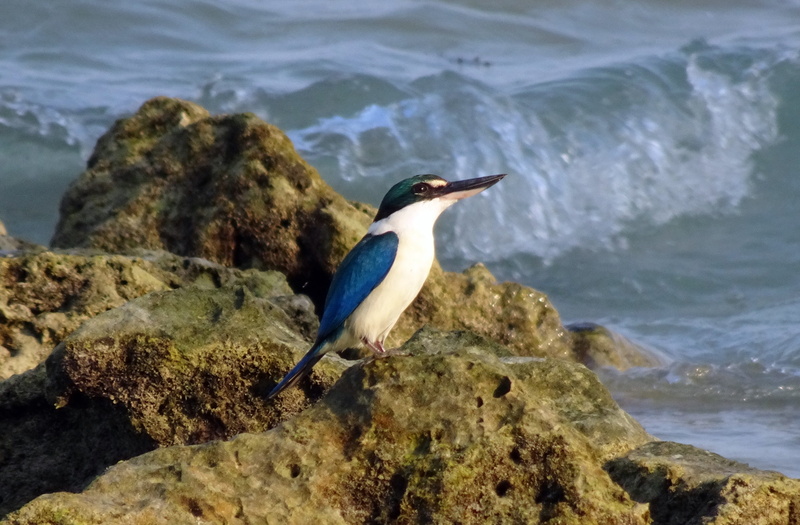 rock - object, halcyoninae, one animal, perching, sea, bird, no people, vertebrate, india, water, andaman collared kingfisher, animal wildlife, island