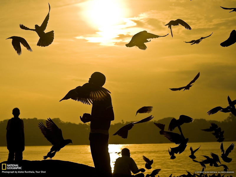 bird, vertebrate, birds, illustration, sunset, flying, andaman, sea, blair, outdoors, wal, port, seashore, lifestyles, cloud - sky, islands, flight, silhouette
