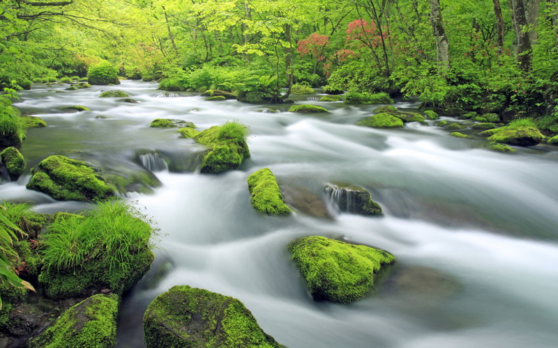 area, forest, kamikita, green color, yakeyama, flowing, river, oirase, nature, growth, flow, long exposure, water, scenics - nature, hd, desktop, waterfall
