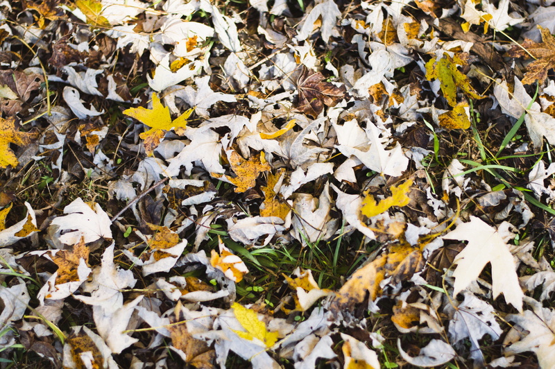 maple, leaves, 5K, orange, tree, tar, outdoors, nature, dry, ground, day, abundance, plant part, high angle view, field, fragility, white, plant, no people
