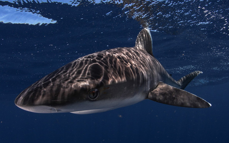 nature, km, water, length, no people, m, animal, underwater, shark, develop, animals in the wild, speed, hour, one animal, sea life, vertebrate, reaching