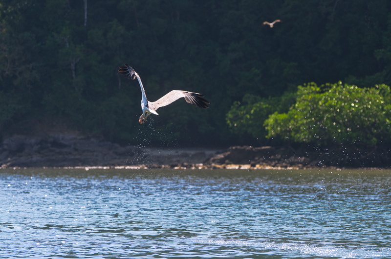 flying, eagle, animal themes, waterfront, ocean, water, seagull, one animal, vertebrate, no people, bird of prey, mid-air, nature, malaysia, spread wings