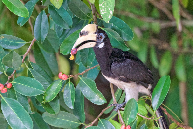 hornbill, animal wildlife, nature, feeding, plant, beak, green color, day, one animal, growth, leaf, branch, 5K, animals in the wild, perching, bird, vertebrate