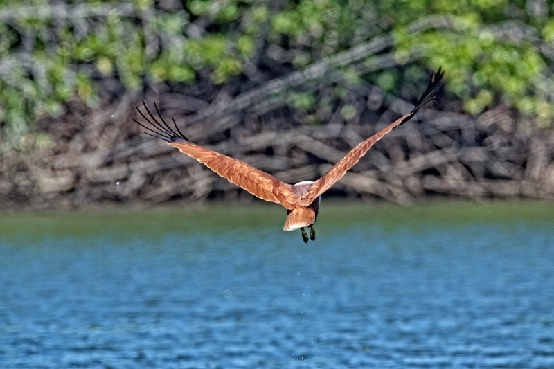 animal, flying, vertebrate, outdoors, animals in the wild, 5K, one animal, eagle, spread wings, Brahminy Kites, plant, animal themes, malaysia, animal wildlife